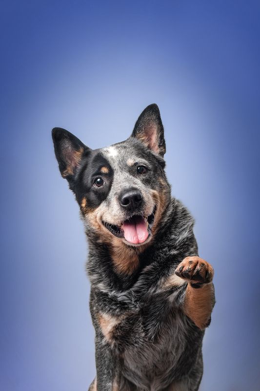 Дай лапу фото превью