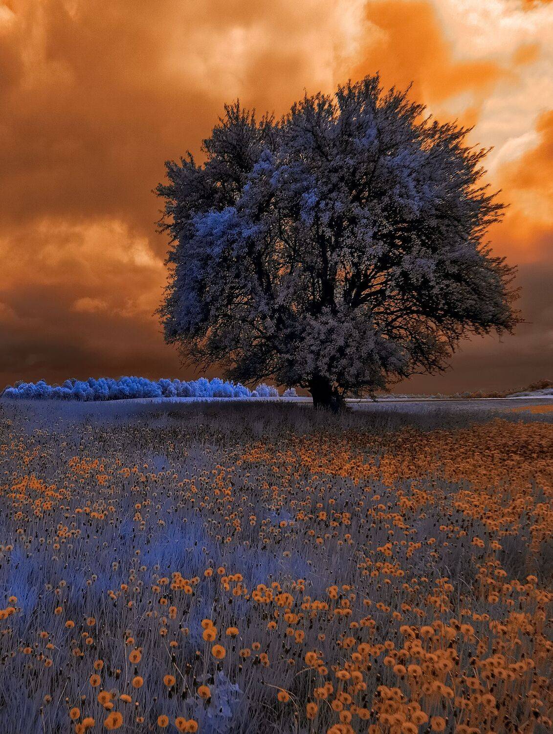 infrared,ик-фото,инфракрасное фото, инфракрасная фотография, пейзаж, весна,  Sixten (Сергей)