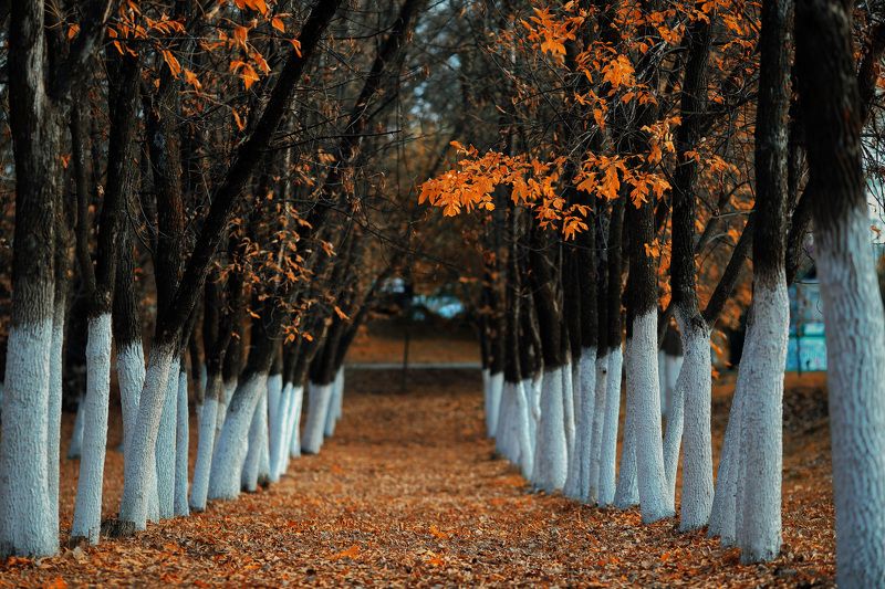 осень Осени почётный караул фото превью