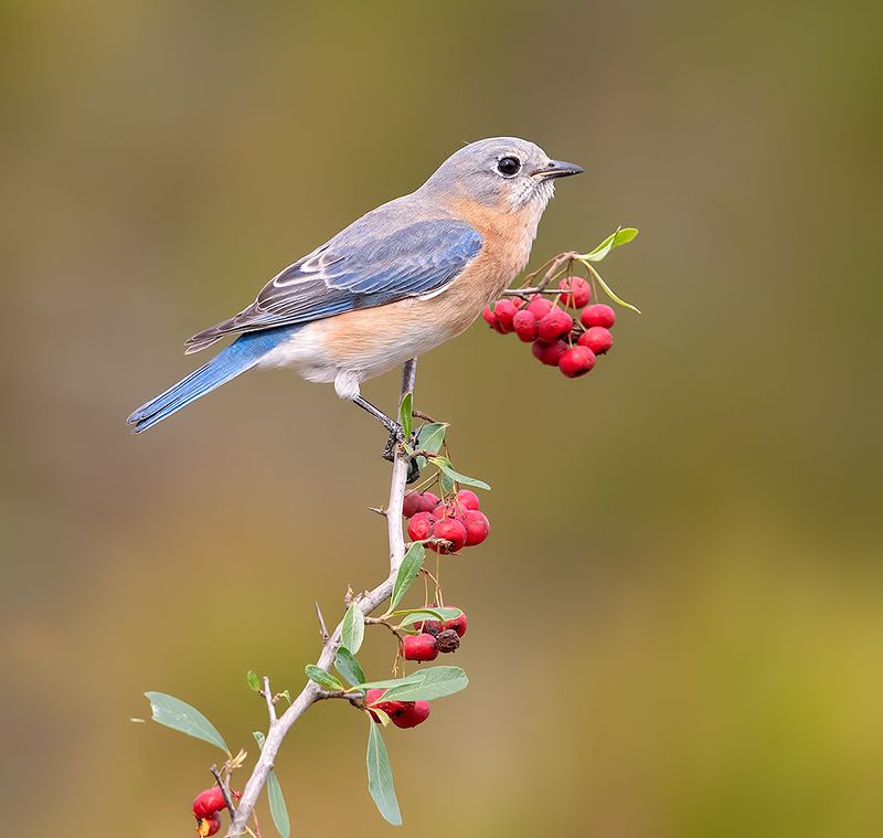 восточная сиалия, eastern bluebird,bluebird Eastern Bluebird female - Восточная сиалия (самка) фото превью