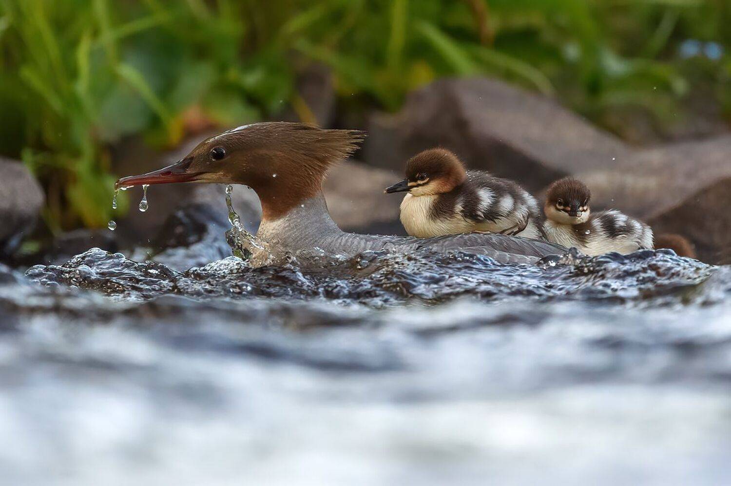 , Калинин Михаил