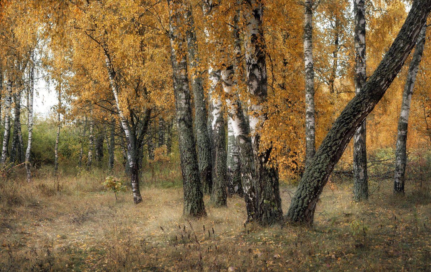 , Мозжухин Максим