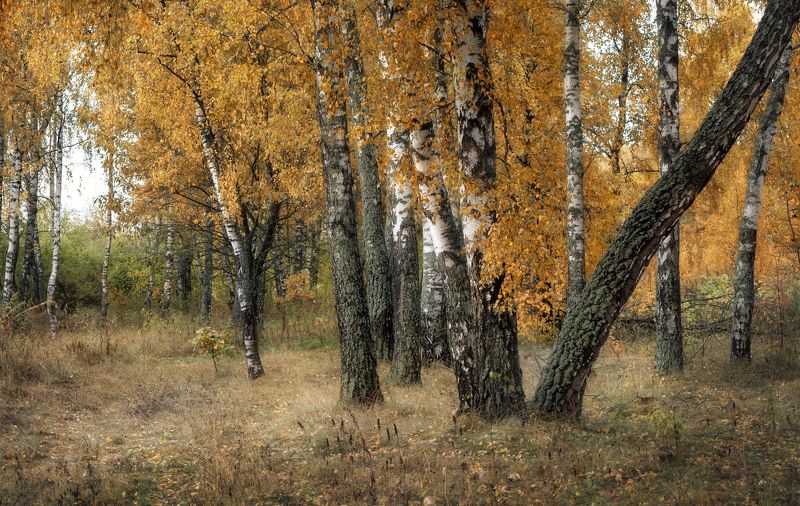 Цвет октября фото превью