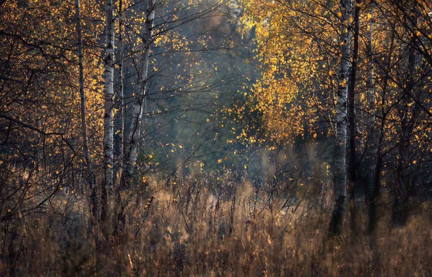 , Мозжухин Максим