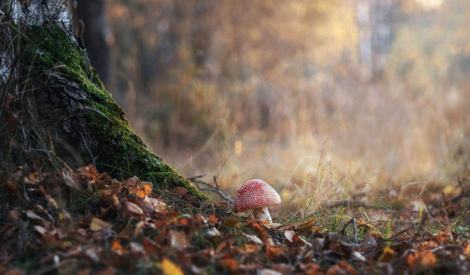 , Мозжухин Максим