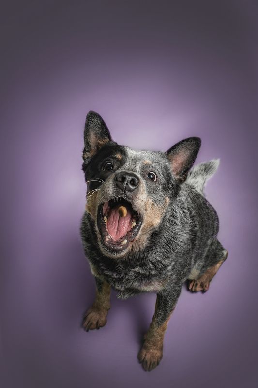 Австралийский хилер фото превью