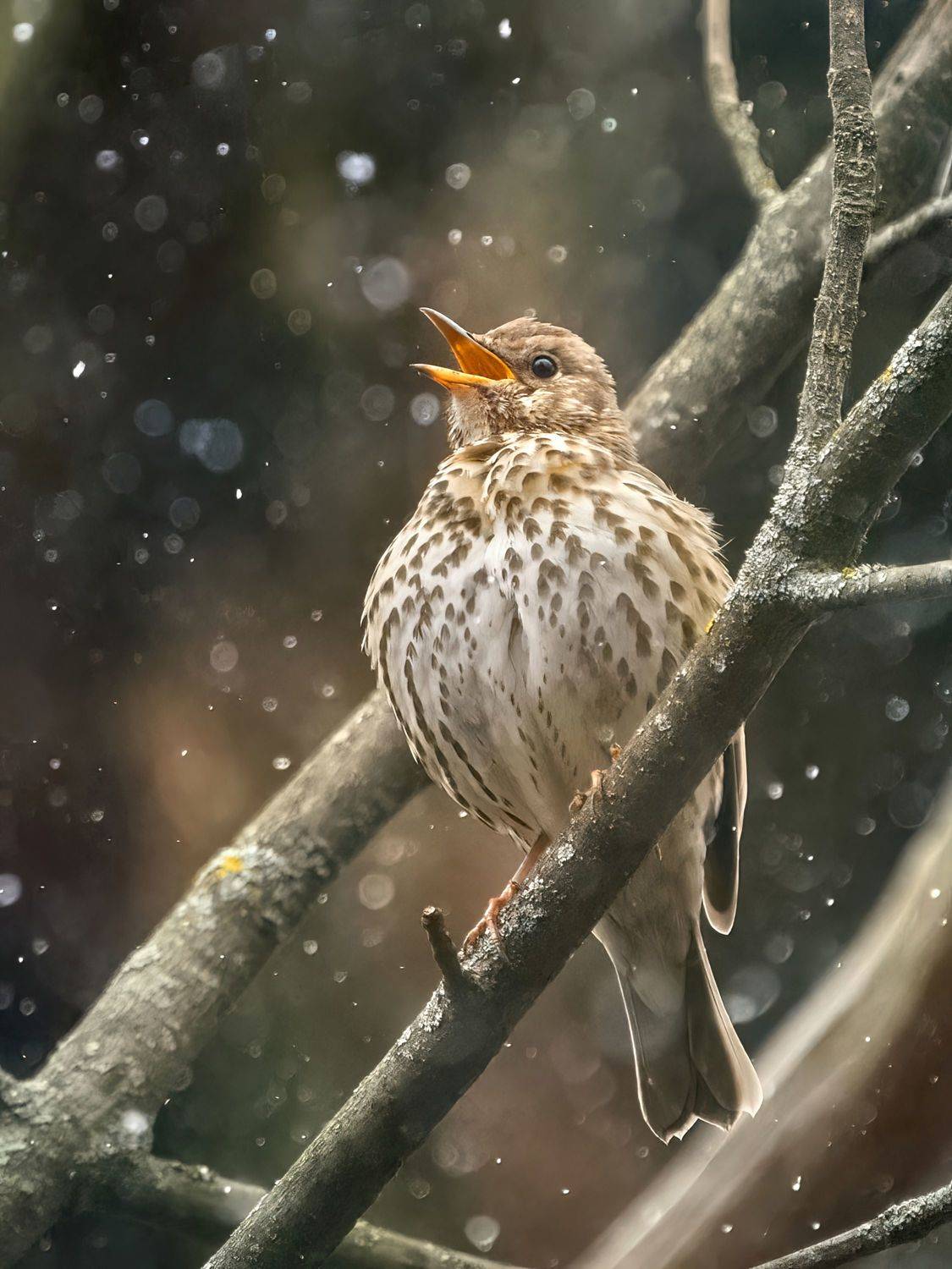 дрозд,певчий дрозд,снег,thrush,song thrush,snow,Turdus philomelos,, Андрей Гуливанов
