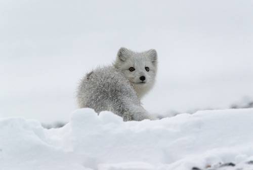У страха глаза велики....