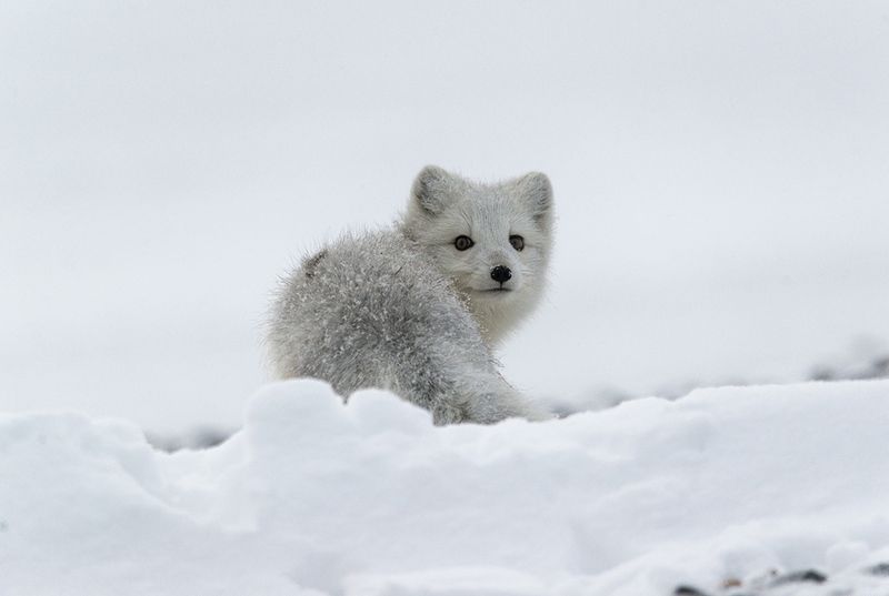 чукотка арктика осень песец белый У страха глаза велики.... фото превью