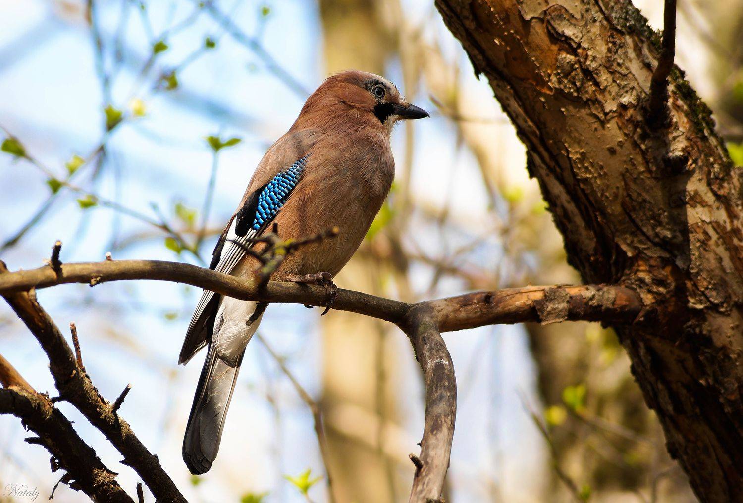, Екимова Наталья