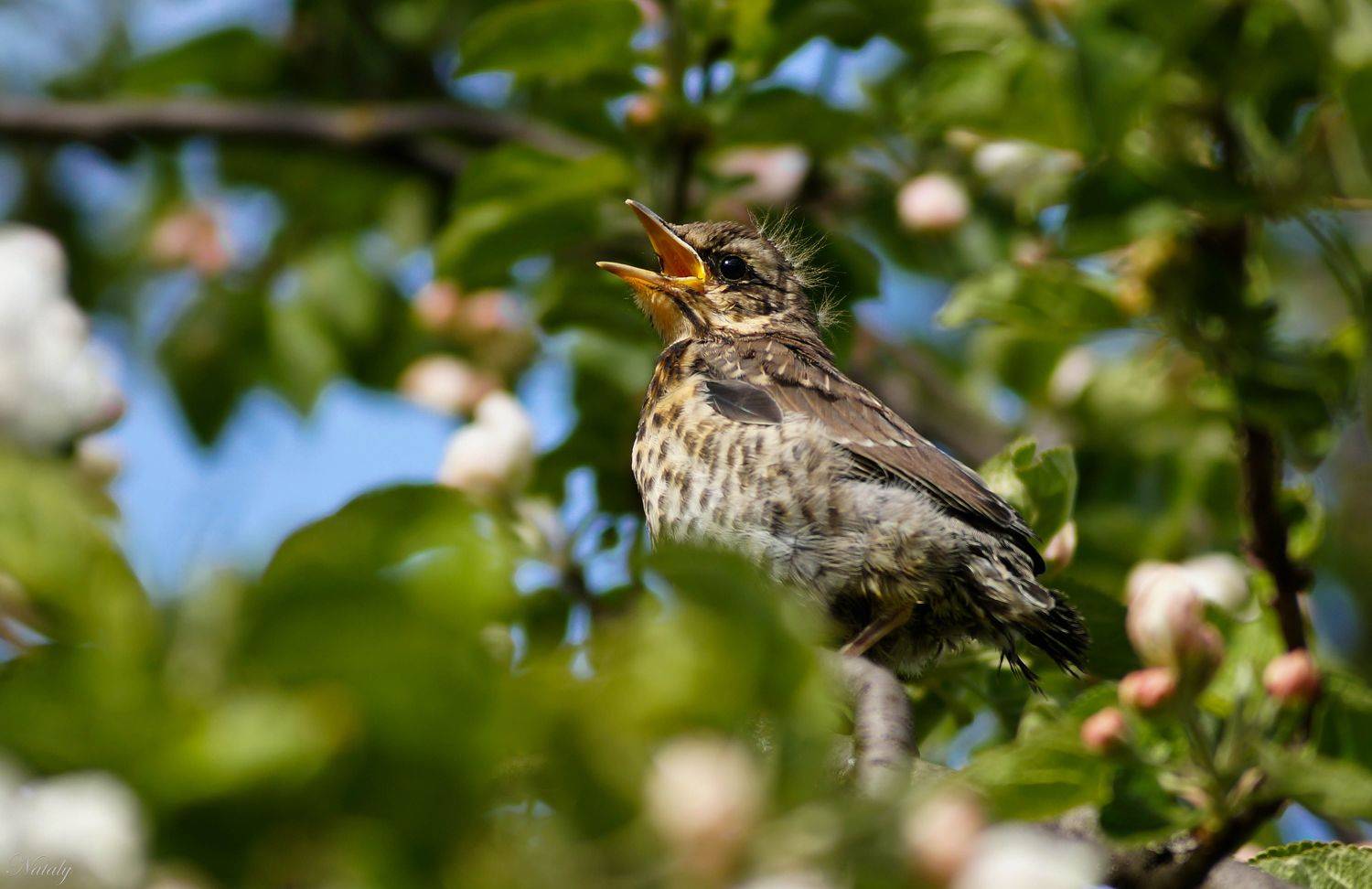 , Екимова Наталья