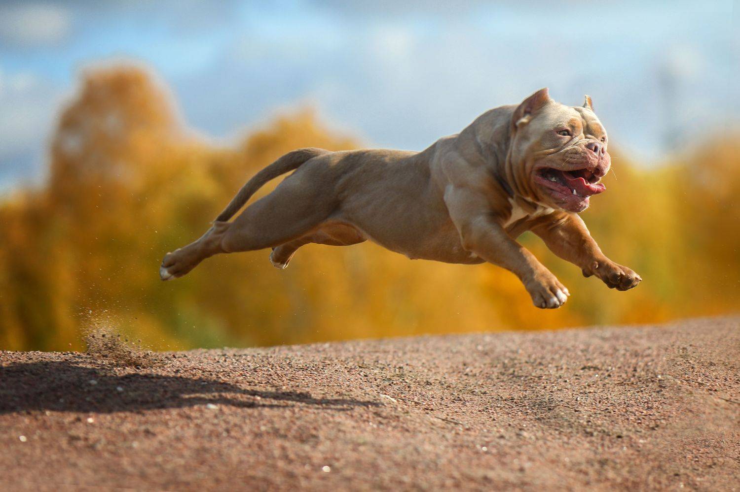 , Андрей Ершов