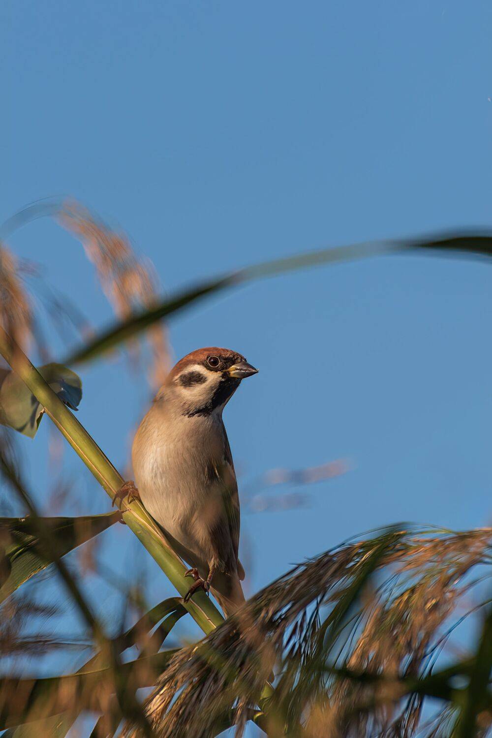 воробей, Алексей Рыльский