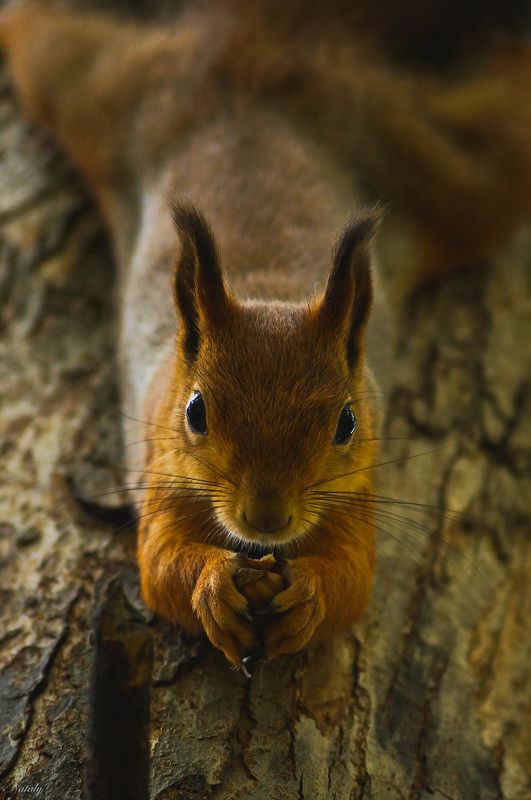 Милая мордашка фото превью