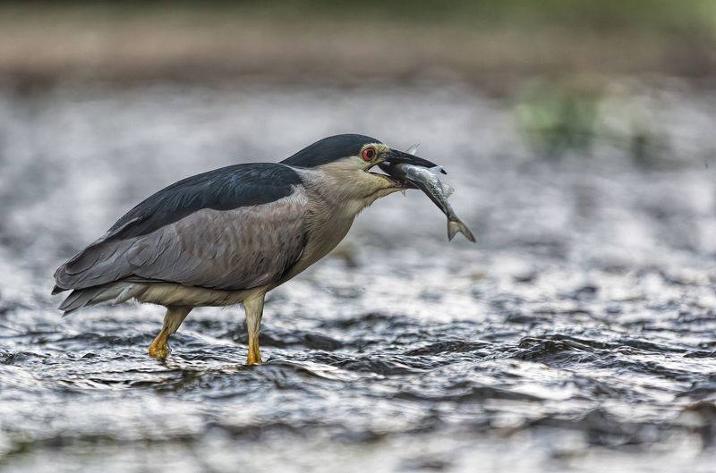 Ślepowron (Nycticorax nycticorax) фото превью