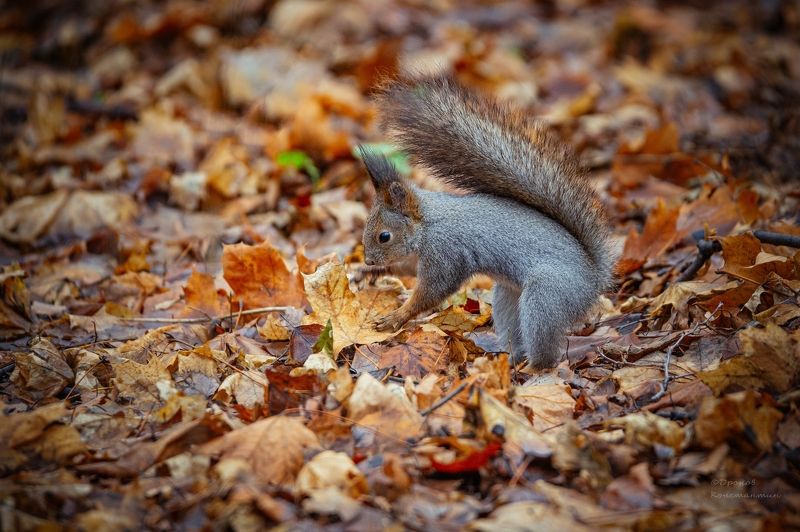 белка, фотоохота, москва Кладоискатель фото превью