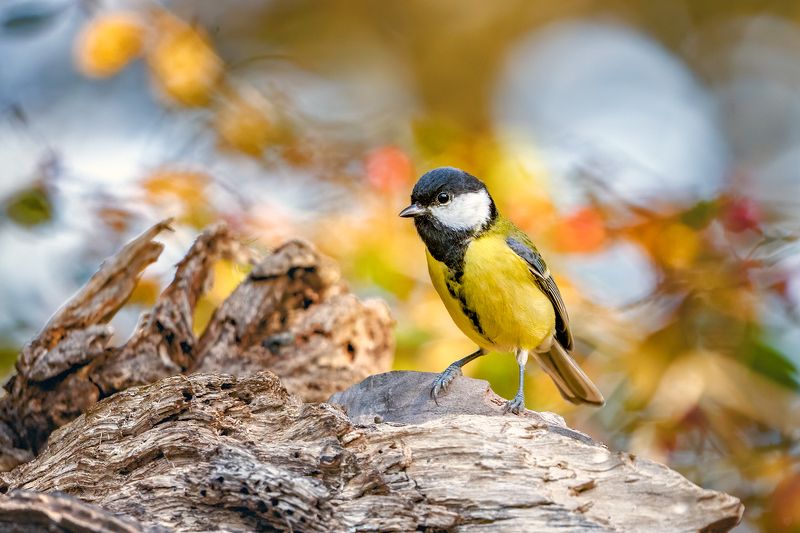 wildlife, animal, bird, autumn Great tit фото превью