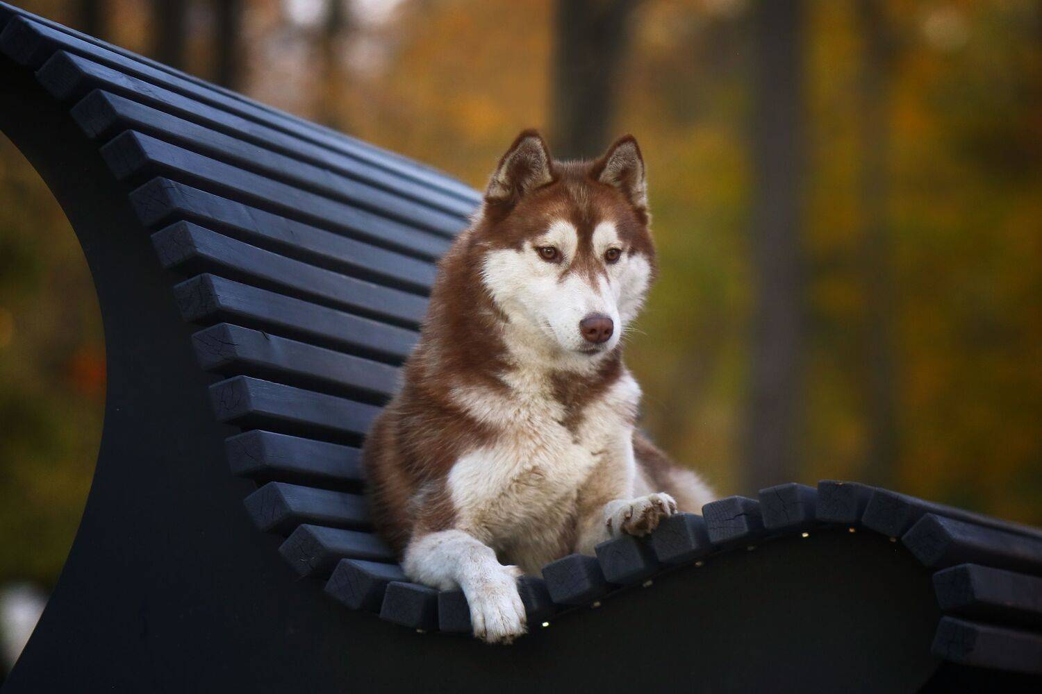 , Андрей Ершов