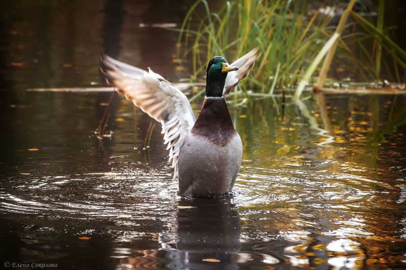 утка, кряква, селезень, осень, пруд, пейзаж К полету готов! фото превью