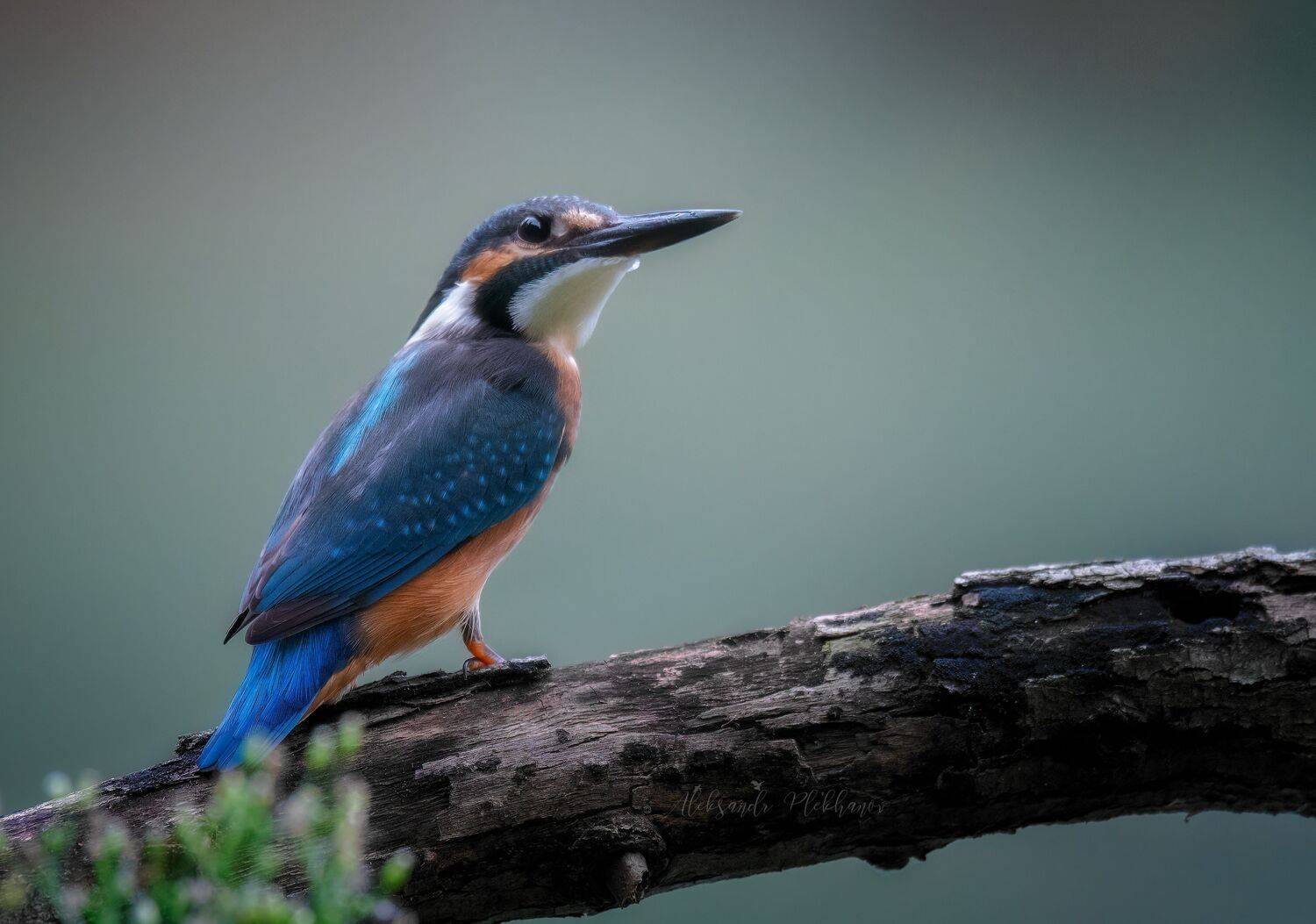 , Александр Плеханов