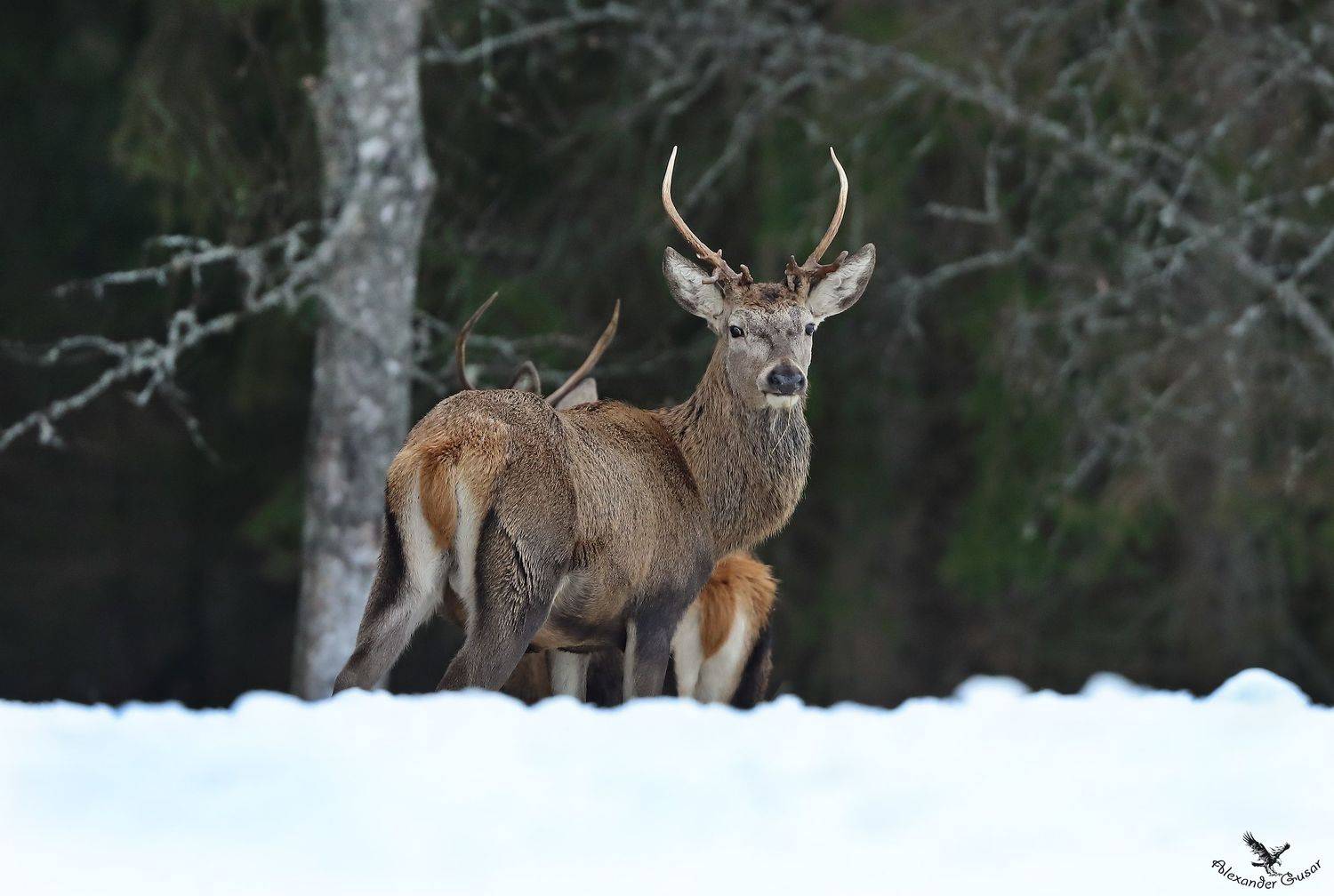 , Александр Гусар