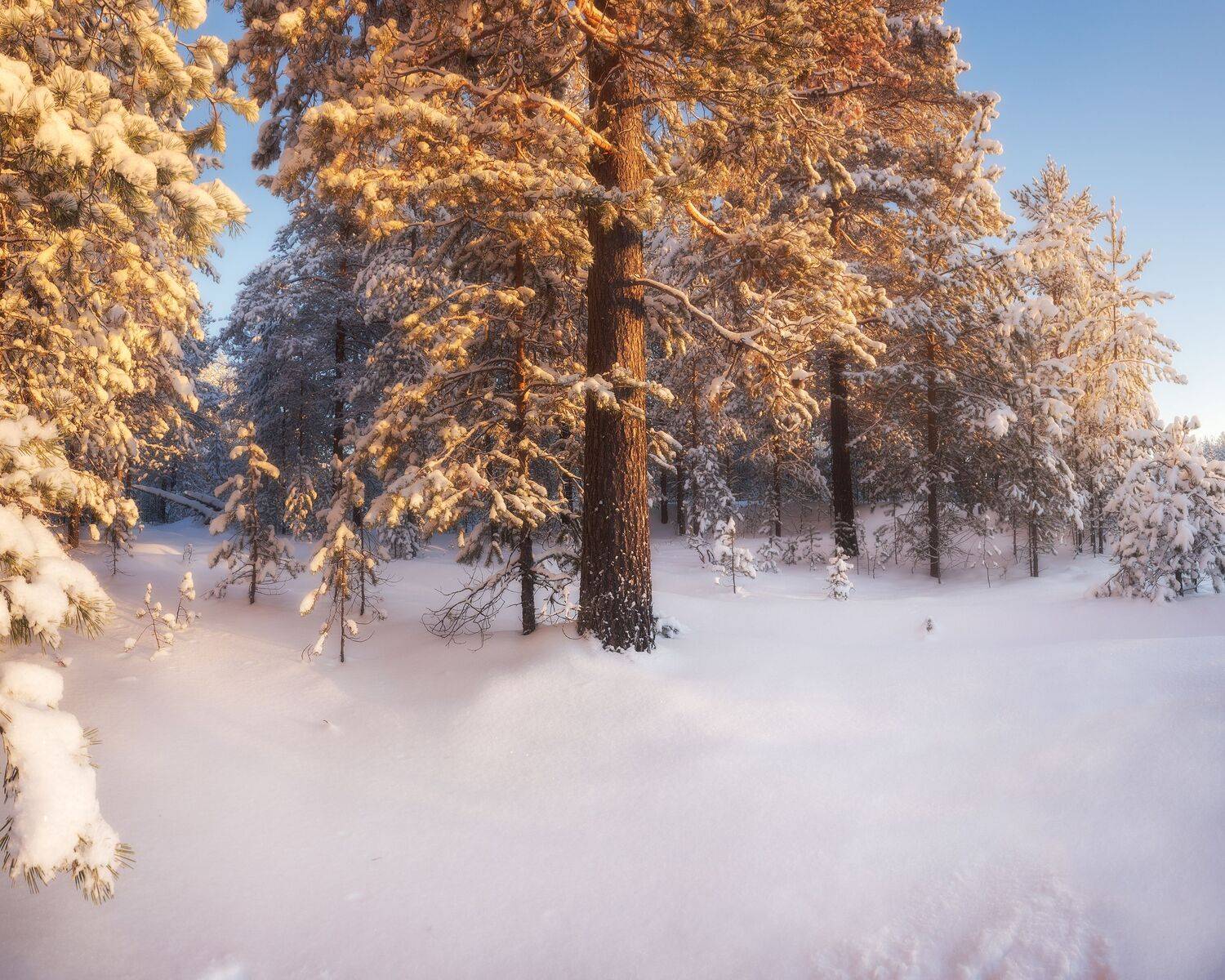 пейзаж, зима, сосны, закат, мороз, landscape, winter, snow, pine, sunset, Иван Чаланов
