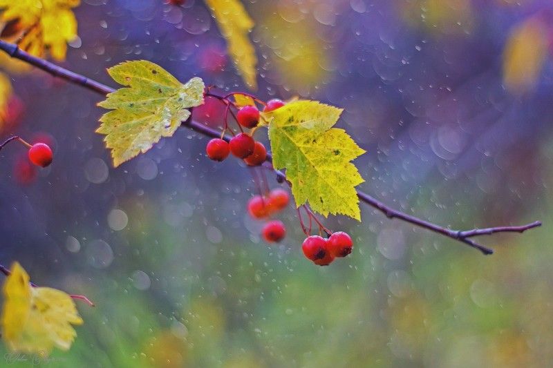 *** фото превью