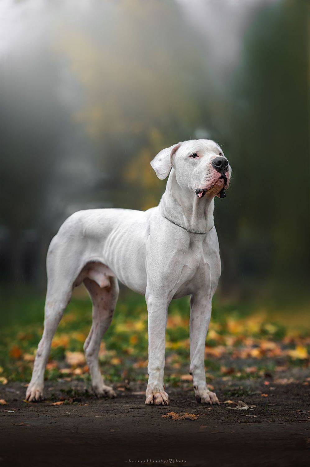собаки, Черняховский Виталий