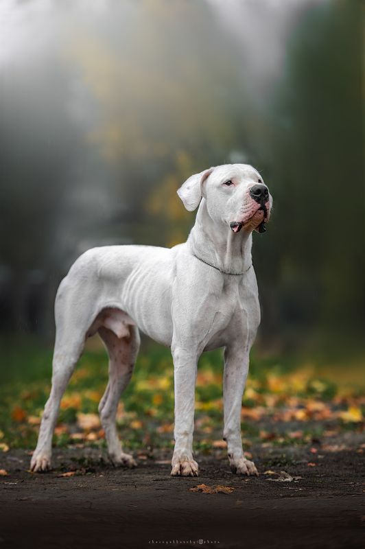 собаки Белый фото превью