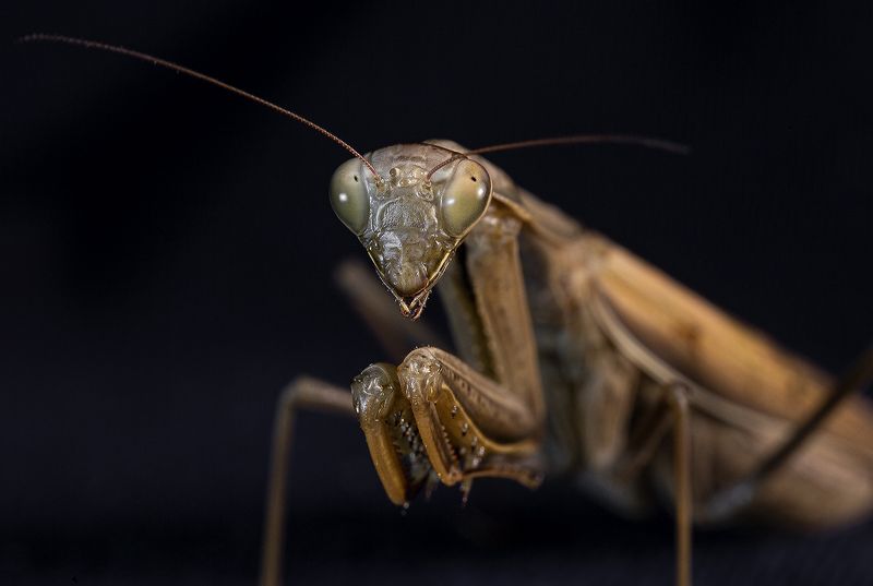 Богомол Богомол фото превью