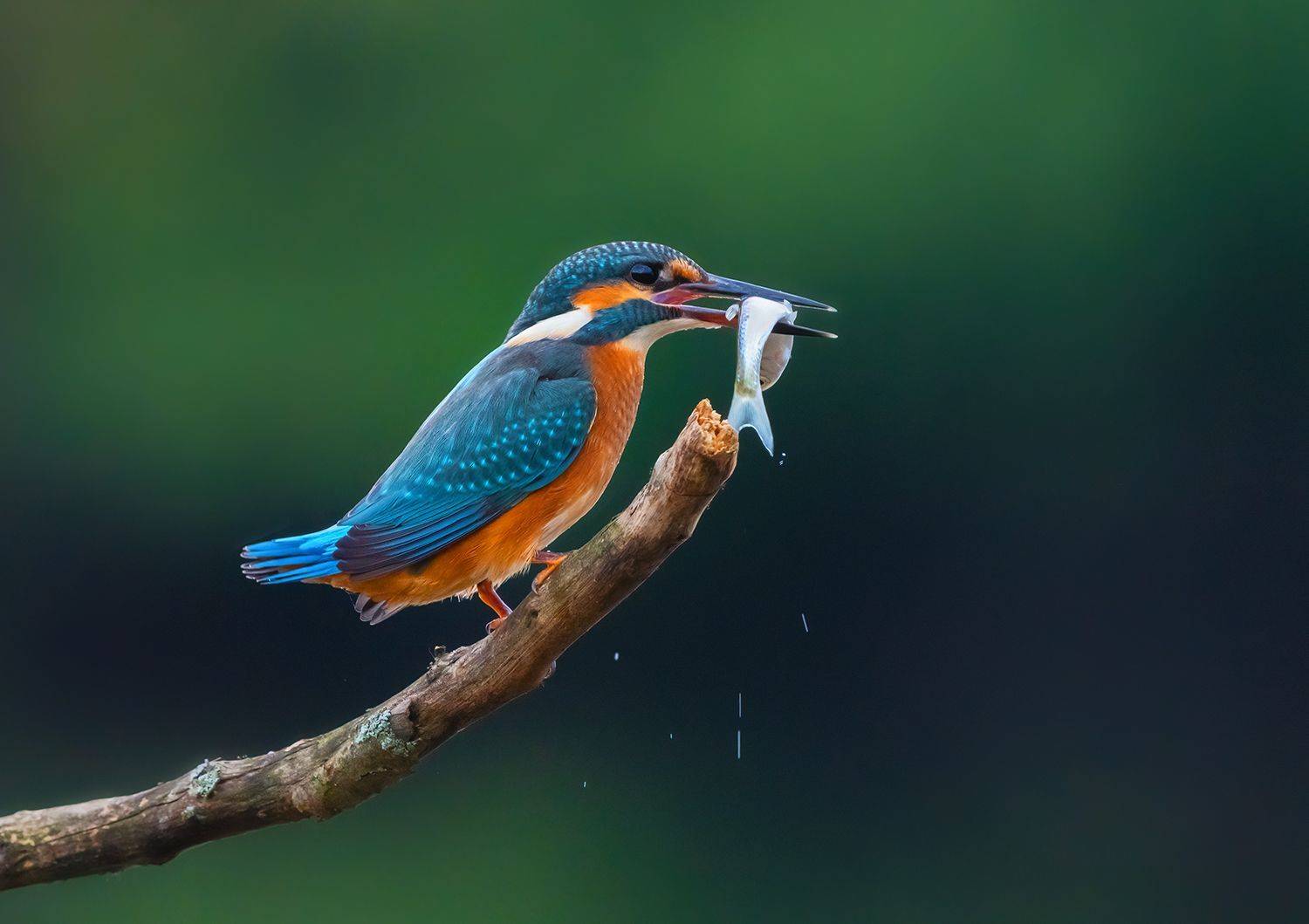 , Игорь Кляхин