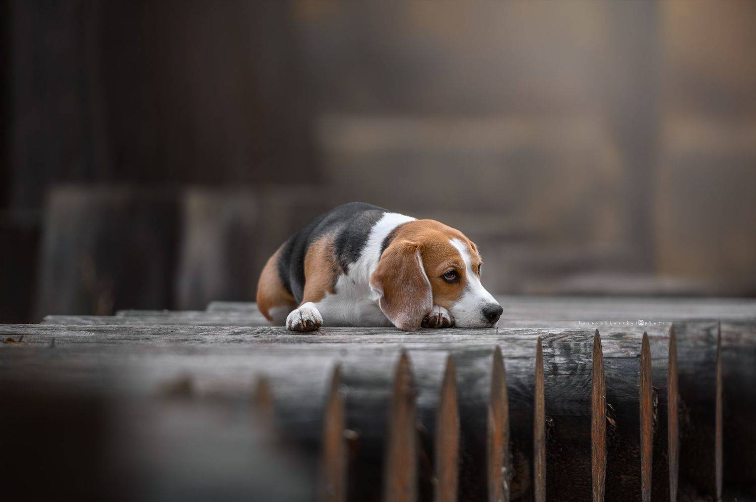 собаки, Черняховский Виталий