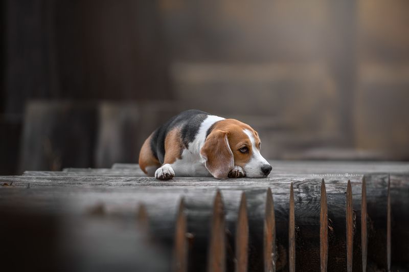 собаки  фото превью