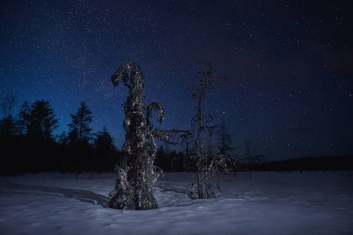 Звёздная ночь