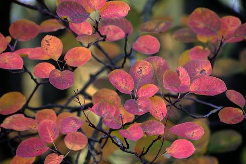 Amelanchier ovalis