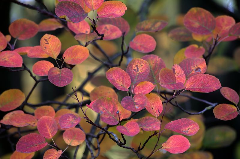 Осень листья  ирга круглолистная Amelanchier ovalis фото превью
