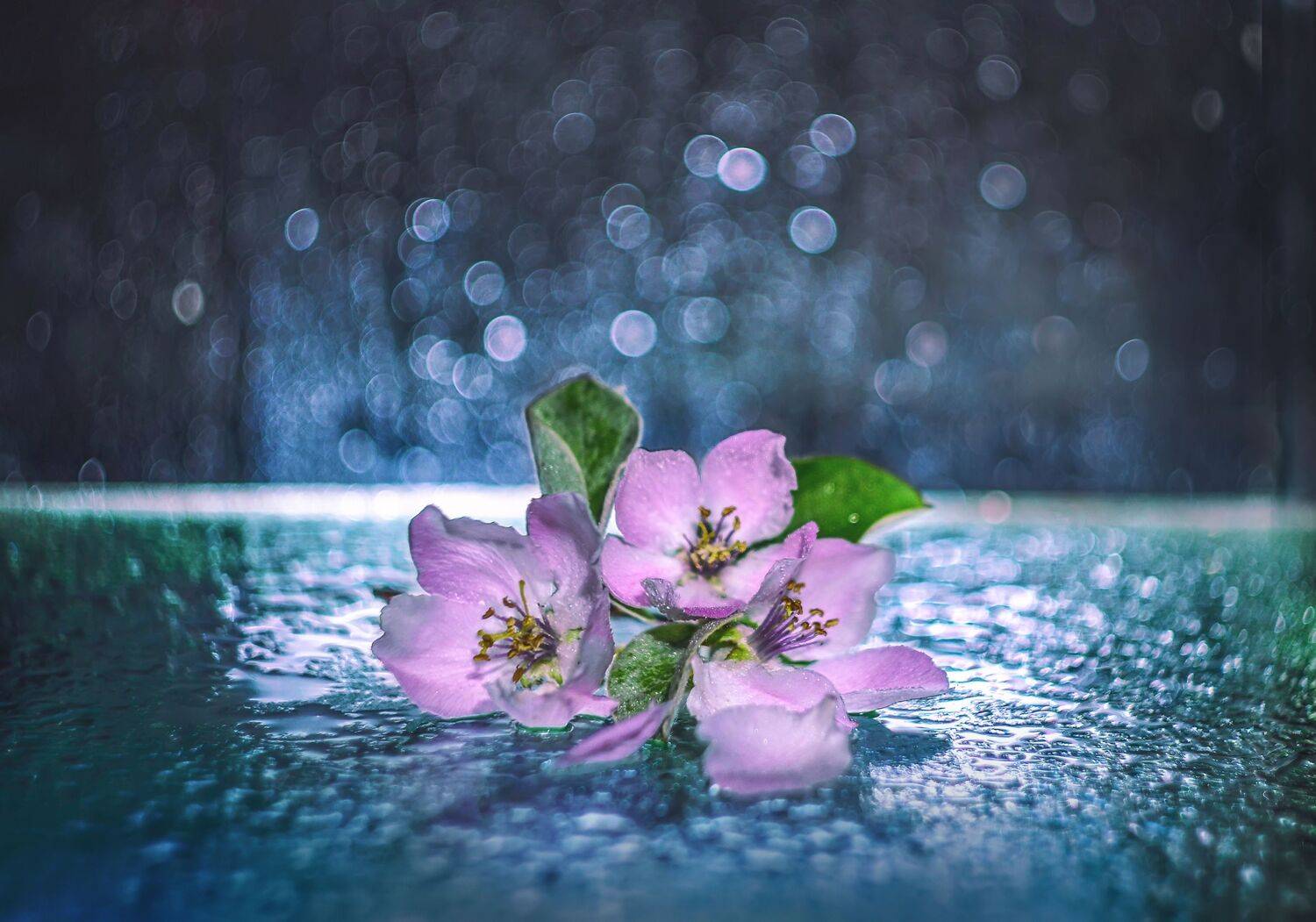 цветы, крупный план, боке, Shadow Anna