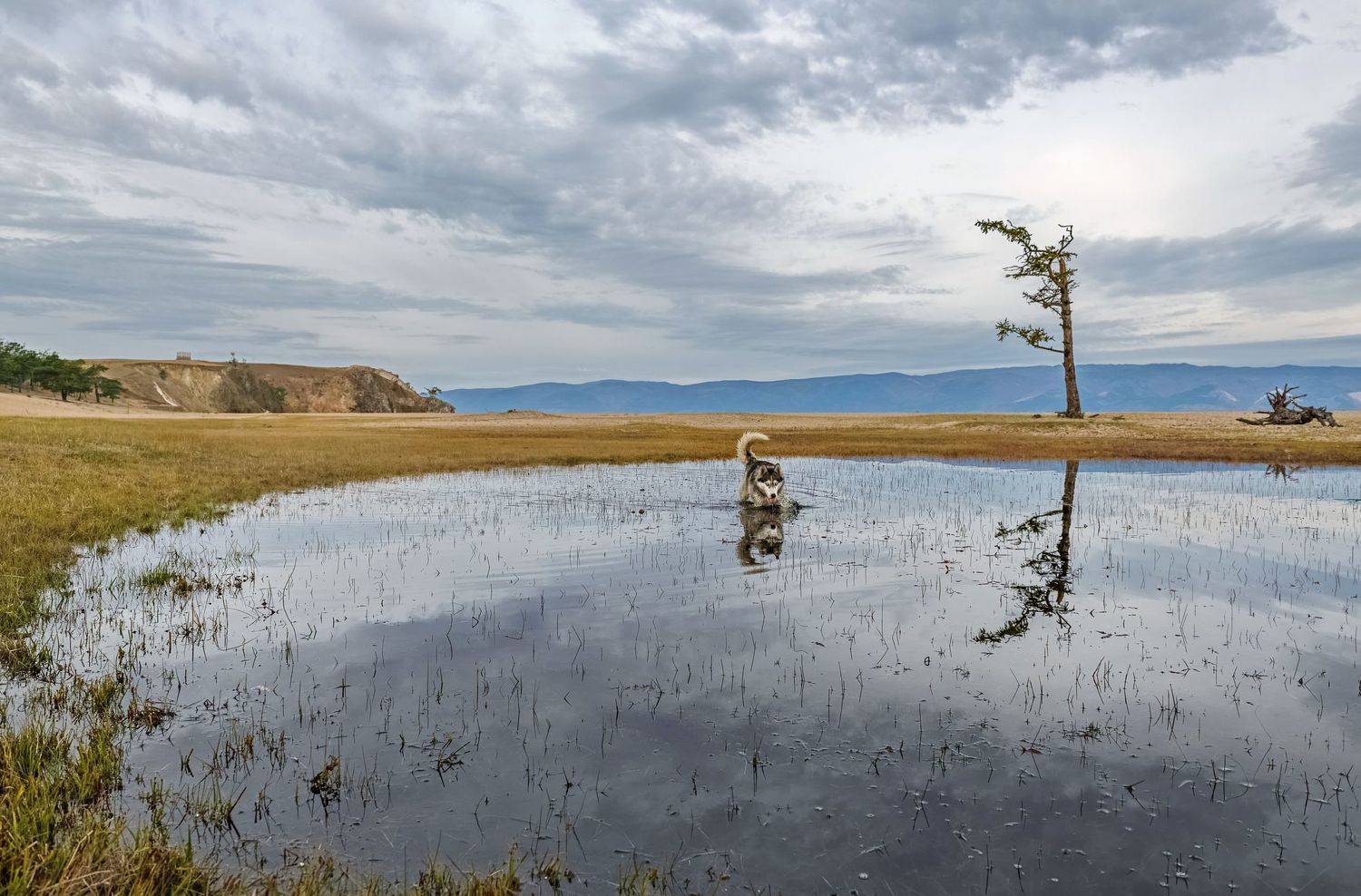 байкал, ольхон, сарайский пляж, хаска, Марина Фомина