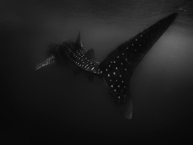 shark Sentient Giant фото превью