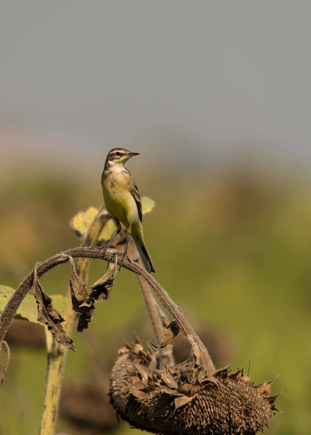 жёлтая трясогу́зка,, Алексей Рыльский