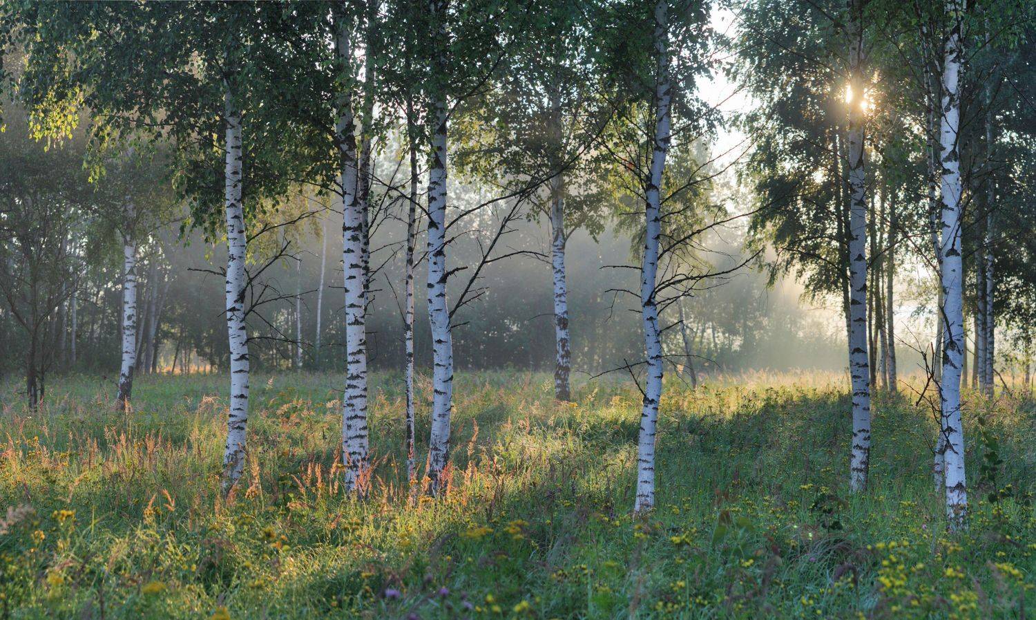 утро , лес , солнце, Александр Свистков