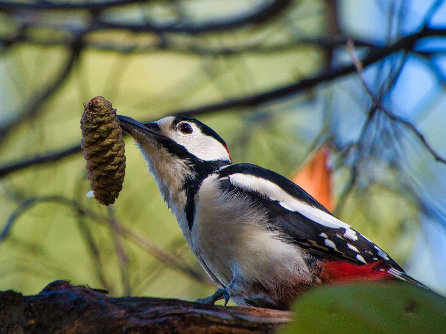 , Большаков Алексей