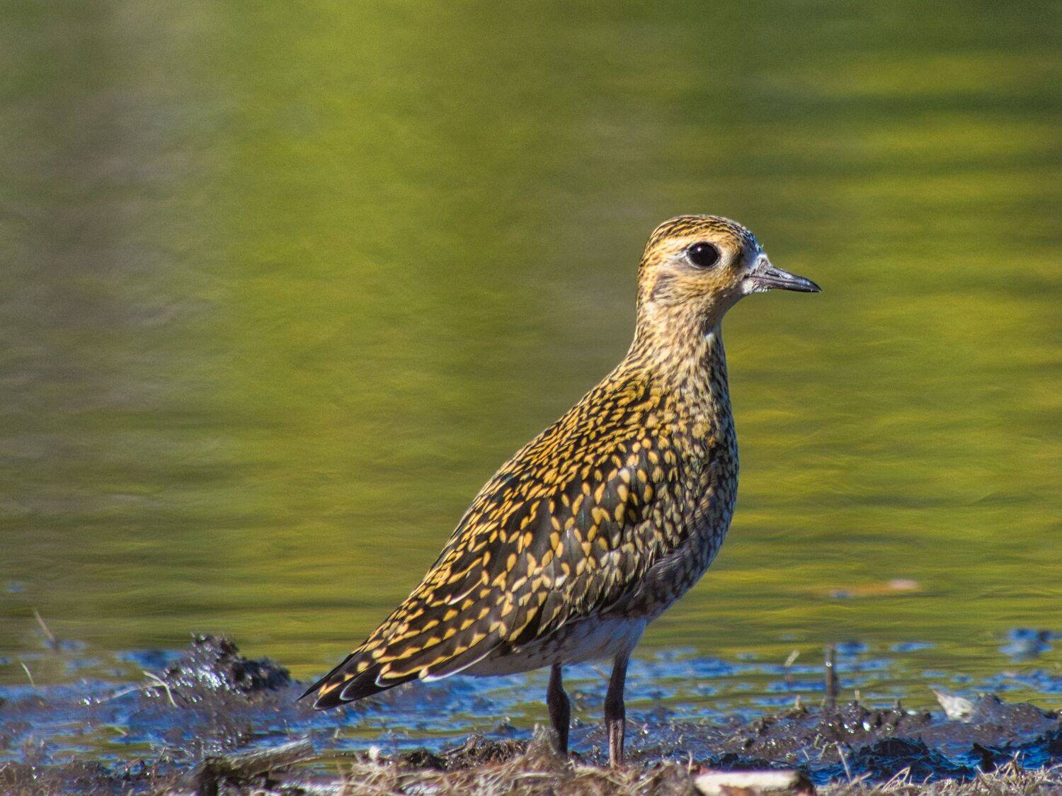 бурокрылая, ржанка, Большаков Алексей