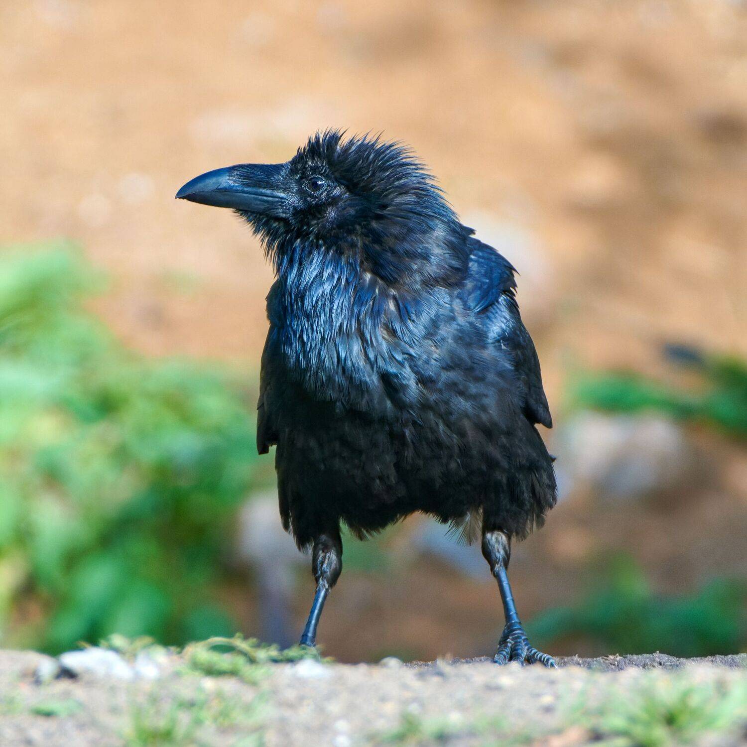 #bird #wildlife #nature #birdphotography, Александр Семенов