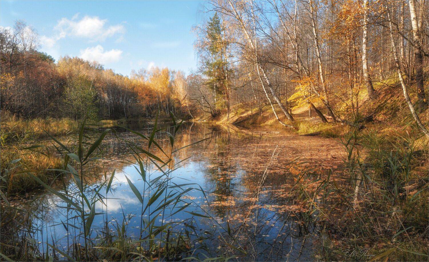 пруд камыш деревья, Вера Петри