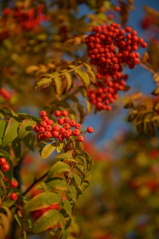 Рябина красная фото превью