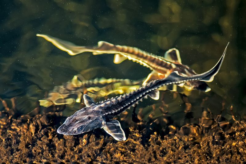 осетр, русский, малек, разведение, выращивание, рыбозавод, ферма, рыбоферма, питомник, популяция, разведение, сохранение, красная книга, рыба, россия, живой, подводный, три, плавать, дно, трое Три осетренка фото превью