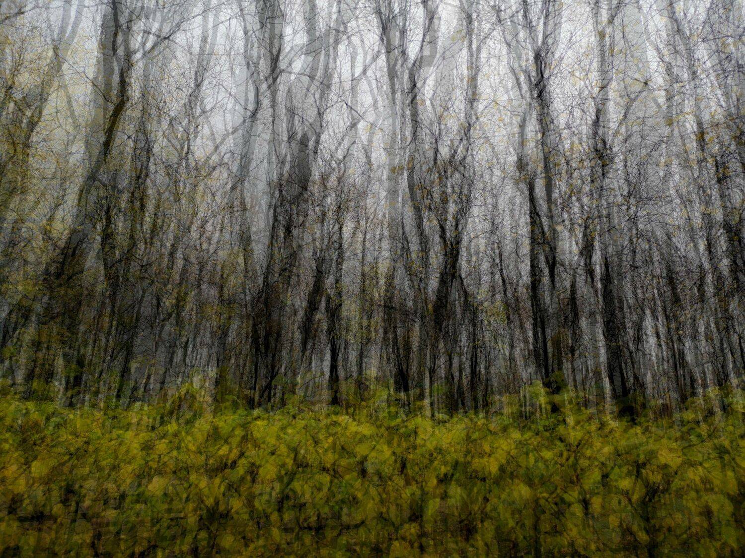 , Антон Лаба