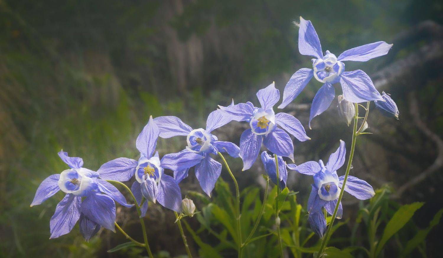 аквилегия олимпийская, кавказ, архыз, Сергей Кочергин