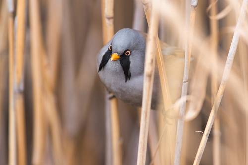 Усатая синица